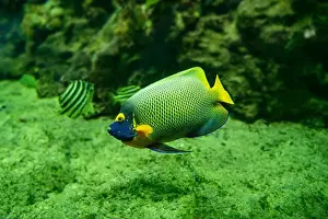 Captivity Prints: Blue faced angelfish Pomacanthus xanthometopon in a coral reef