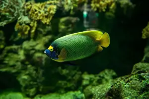 Captivity Prints: Blue faced angelfish Pomacanthus xanthometopon in a coral reef