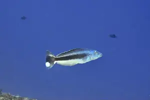 Dive Site Prints: Blue fish, blue-headed torpedo perch (Malacanthus latovittatus)