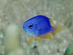 Ray Finned Fishes Prints: A blue fish with yellow fins, Neon Demoiselle (Pomacentrus coelestis)