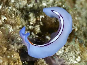 Diving Locations Prints: Blue flatworm, racing stripe whirlpool worm (Pseudoceros bifurcus)