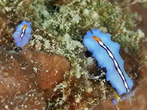 Dive Site Prints: Two blue flatworms, racing stripe whirlpool worm (Pseudoceros bifurcus)