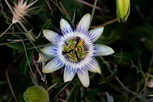 Homeopathy Prints: Blue Flower or Passiflora (Passiflora caerulea) leaves in tropical garden