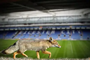 Blue fox leicester city football club premier league champions 2016