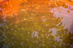Rainwater Prints: A blue garden barrel with water stands in the backyard
