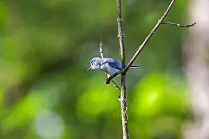Perch Prints: A blue gray gnatcatcher perched on a branch with a glowing green forest in the background