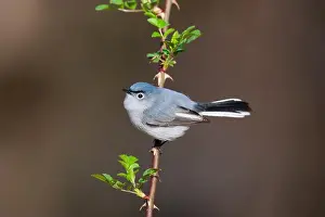 Perching Bird Prints: Blue-gray Gnatcatcher perched on a thorny branch