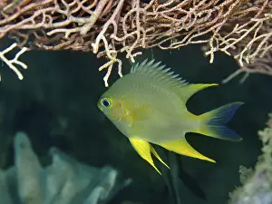 Underwater Worlds Prints: A blue-grey fish with yellow fins