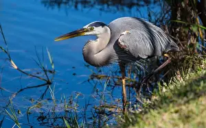 Heron Prints: Blue heron
