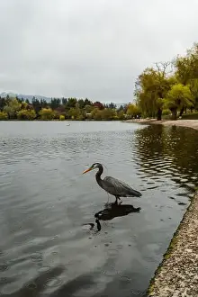 Blue Heron Prints: Blue heron on a rainy day in Lost Lagoon lake Stanly Park, Vancouver