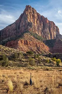 Vacation Spot Prints: A Blue Heron stands at the foot of Watchman Mountain