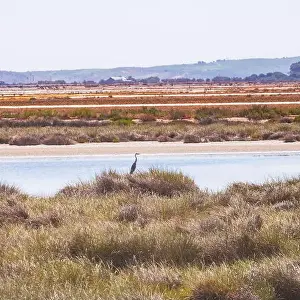 Predatory Bird Prints: A blue heron stands next to a salt marsh in Donana National park in Spain