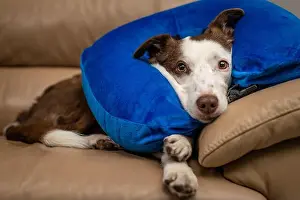 Hurt Prints: Blue inflatable elizabethan doughnut collar on a wounded dog