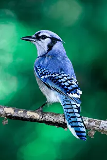 Blue Jay Prints: Blue Jay
