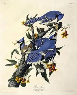 Images Dated 30th November 1999: Blue Jay, Corvus Christatus, 1845