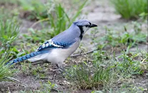 Houston Prints: Blue jay (Cyanocitta cristata), Houston, Texas
