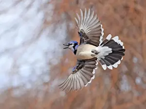 Hovering Prints: Blue Jay hovering in mid-air, Canada