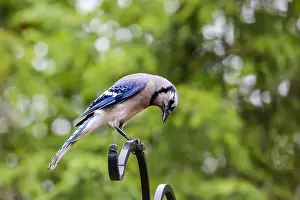 Corvidae Prints: A blue jay looks down from his perch in Northeast Indiana, USA