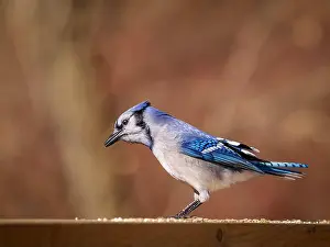 Blue Jay Prints: Blue Jay perched on a wooden railing