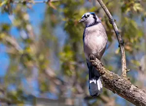 Blue Jay Prints: Blue Jay perching on a tree branch in early spring