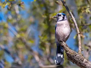 Blue Jay Prints: Blue Jay perching on a tree branch in early spring