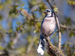 Blue Jay Prints: Blue Jay perching on a tree branch in early spring