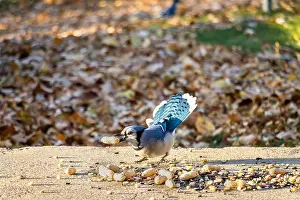 Blurred Motion Prints: Blue Jay speading tail with a peanut in his beak. Feeding birds in the backyard