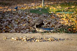 Blurred Motion Prints: Blue Jay spreading wings in front of bird seeds in the backyard