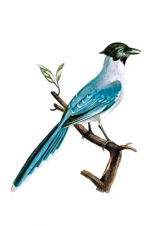 Tiny Bird Prints: Blue Jay. Vintage inspired bird art