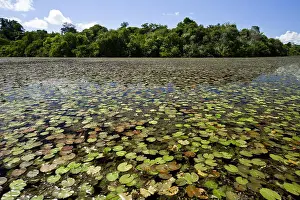 Mato Grosso Prints: Blue lagoon with sunken garden in the Reserve Indigena Kayabi - Caiabi tribe