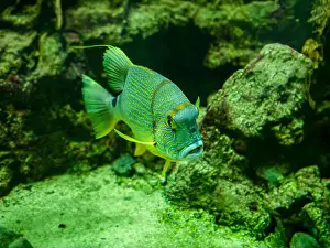 Oceanographic Prints: Blue-lined seabream or sailfin snapper (Symphorichthys spilurus)