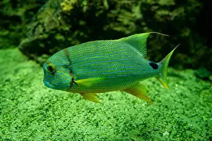 Oceanographic Prints: Blue-lined seabream or sailfin snapper (Symphorichthys spilurus)