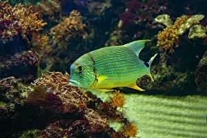 Oceanographic Prints: Blue-lined seabream or sailfin snapper (Symphorichthys spilurus)