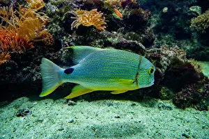 Oceanographic Prints: Blue-lined seabream or sailfin snapper (Symphorichthys spilurus)