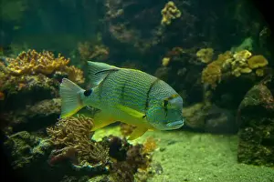 Oceanographic Prints: Blue-lined seabream or sailfin snapper (Symphorichthys spilurus)