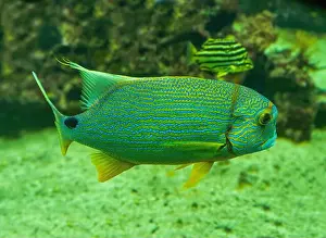 Oceanographic Prints: Blue-lined seabream or sailfin snapper (Symphorichthys spilurus)