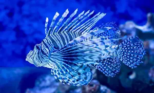Lionfish Prints: The blue lionfish in the sea aquarium