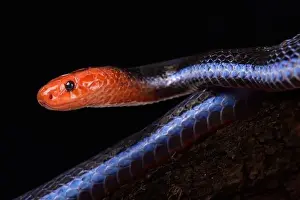 Fossorial Prints: Blue Malaysian Coral Snake (Calliophis bivirgata flaviceps)
