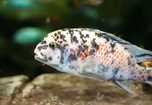 Cichlid Prints: The blue mbuna (Labeotropheus fuelleborni)