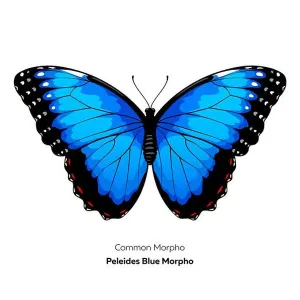Moth Prints: Blue morpho butterfly. Vector illustration isolated on white background