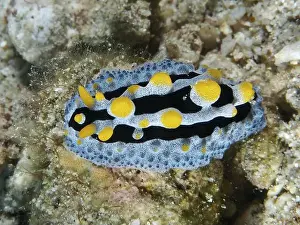 Dive Site Prints: Blue nudibranch with yellow dots