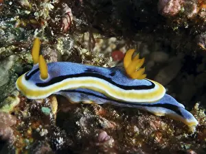 Underwater Scene Prints: Blue nudibranch with yellow and orange stripes
