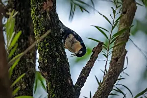 Natural Background Prints: Blue Nuthatch - Sitta azurea perching on tree