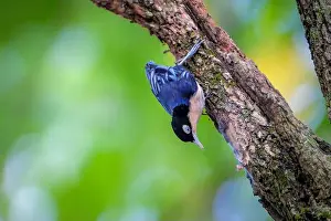 Natural Background Prints: Blue Nuthatch - Sitta azurea perching on tree