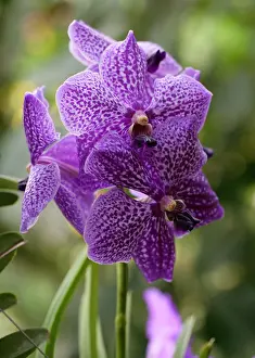 Palawan Prints: Blue Orchids, Vanda coerulea, Cultivar, Vandeae, Orchidaceae