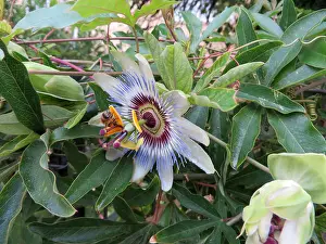 Smell Prints: blue passion flowers - passiflora caerulea