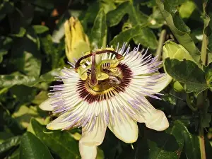 Blue passion fruit flower (passiflora caerulea) in an English garden. The flower is the national flower of Paraguay