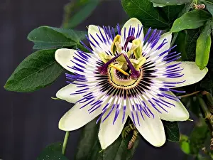 Scent Prints: Blue passionflower, Passiflora caerulea, home is northern Argentina and southern Brazil