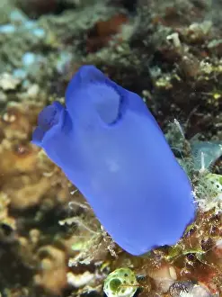 Sea Squirts Prints: Blue Sea Squirt (Clavelina coerulea) on a coral reef in the sea