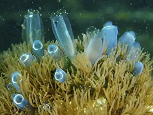 Bays Prints: Blue Sea Squirt (Clavelina cyclus) on a coral reef with algae